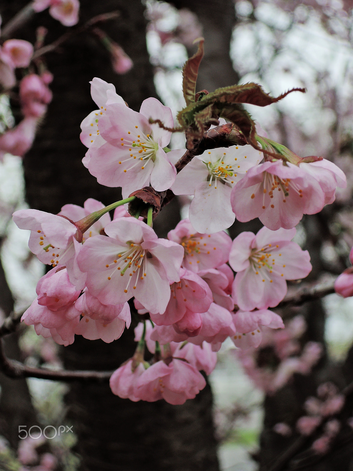 Nikon Coolpix P340 sample photo. Cherry blossoms photography