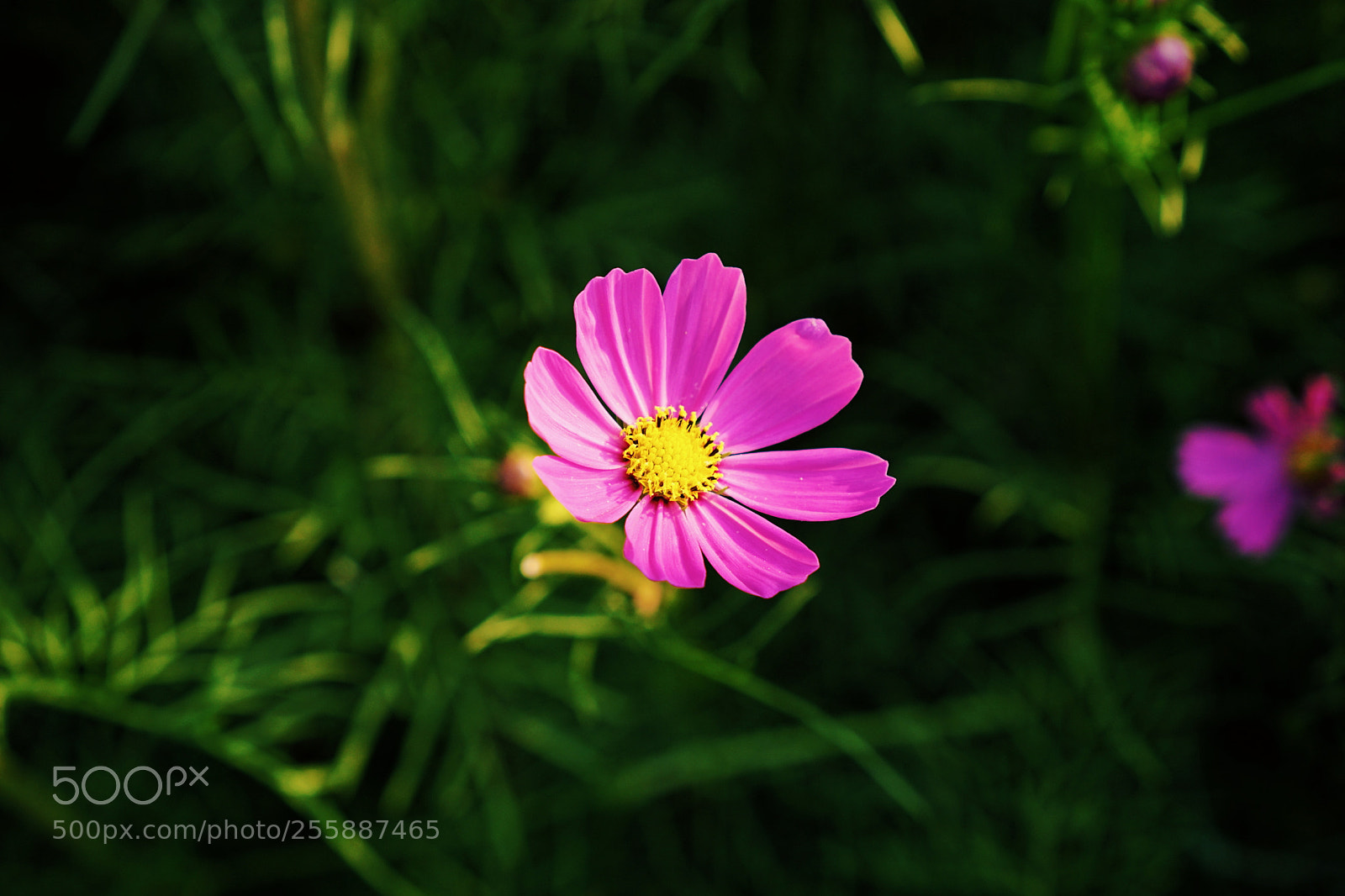 Sony a6000 sample photo. Flower photography