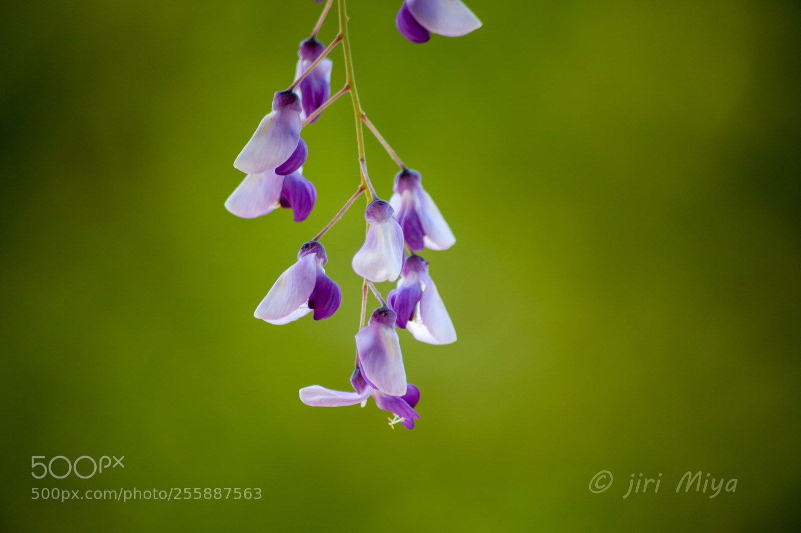 Canon EOS 5D Mark II sample photo. Purple flowers photography