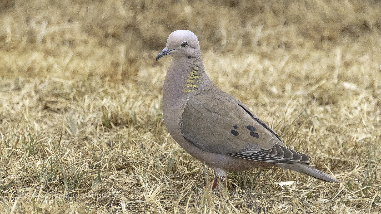Canon EOS 5DS sample photo. Eared dove photography