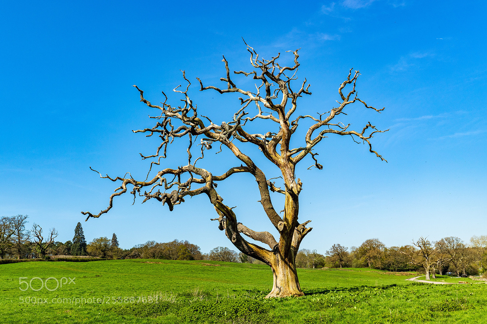 Canon EOS-1D X Mark II sample photo. Still standing photography