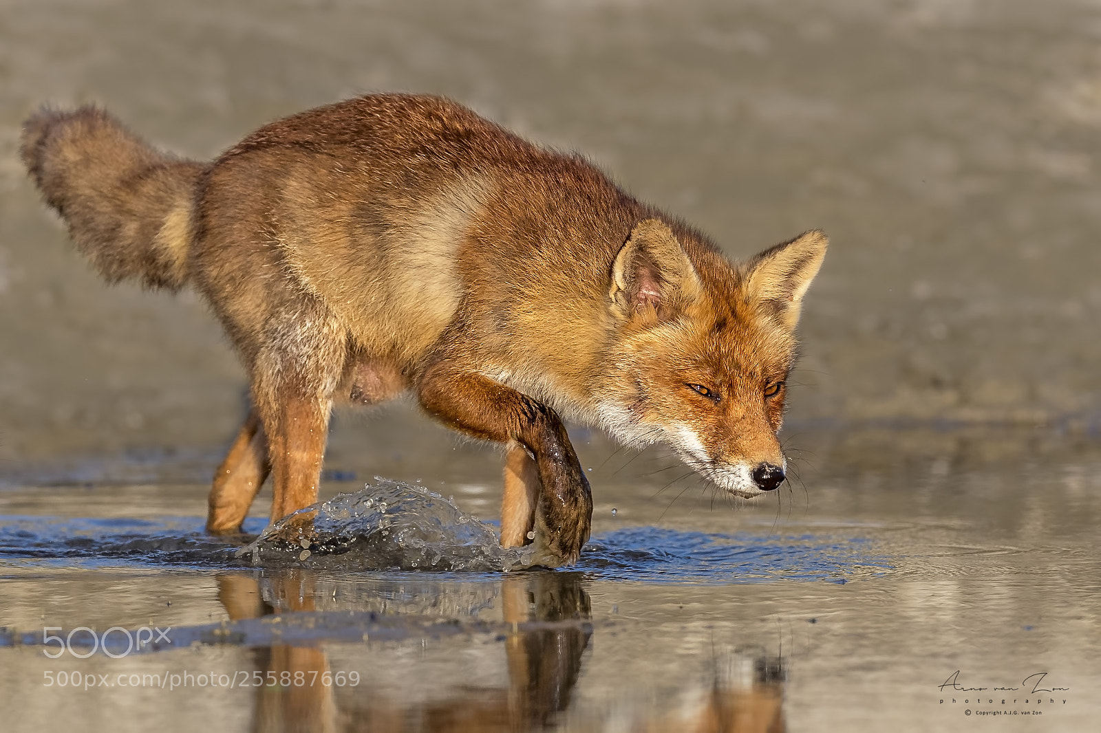 Canon EOS-1D X Mark II sample photo. Wet paws... photography