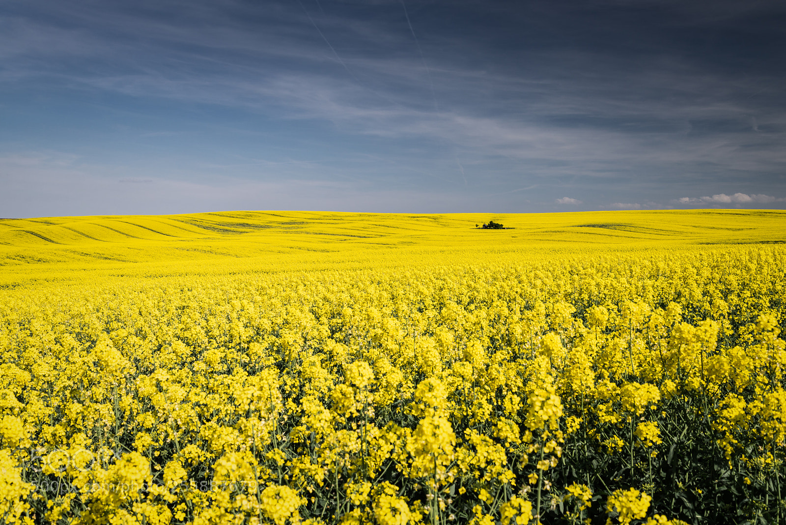Nikon D610 sample photo. "yellow field" photography