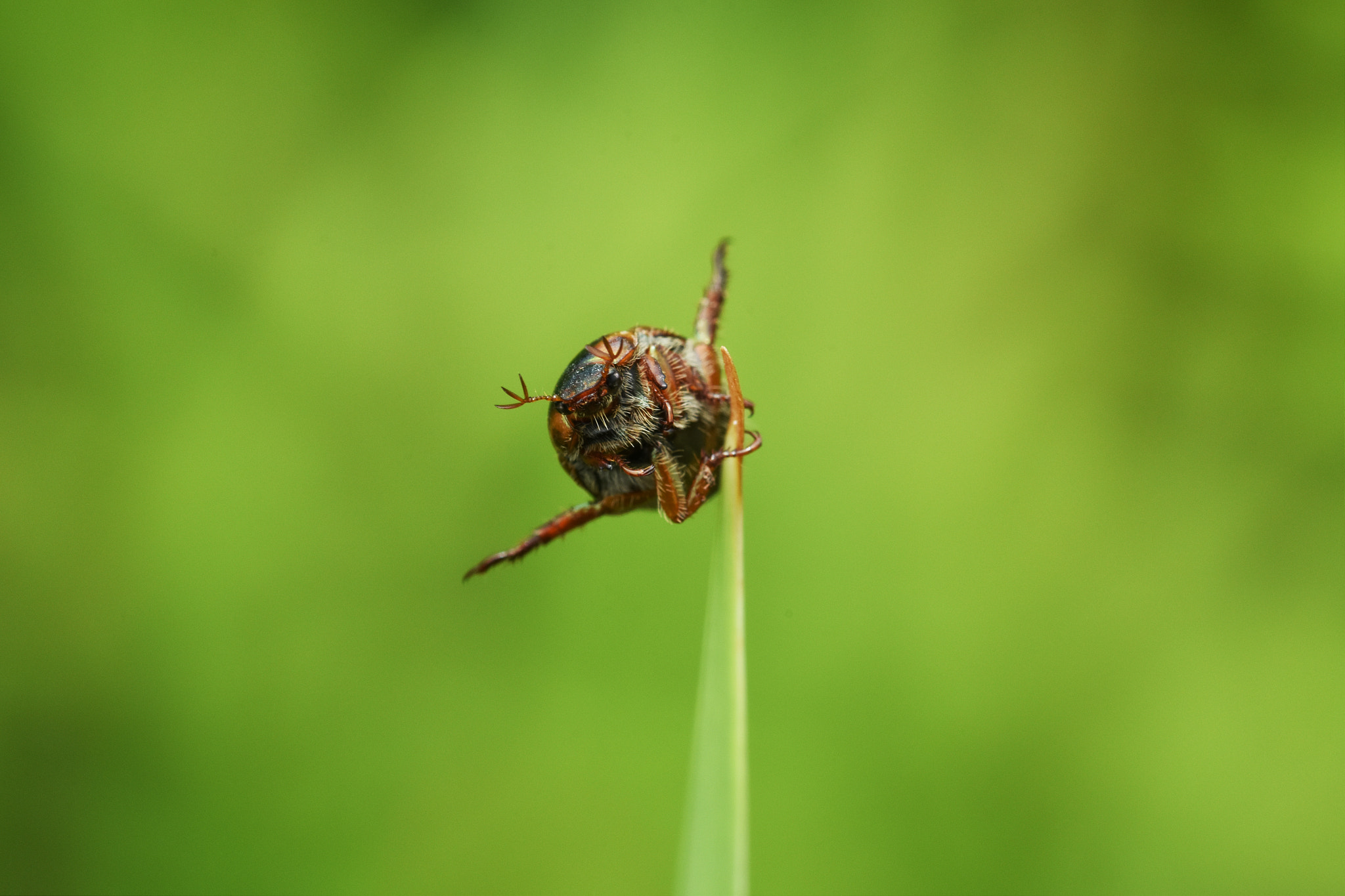 Nikon D7200 + Sigma 105mm F2.8 EX DG OS HSM sample photo. 虫 photography