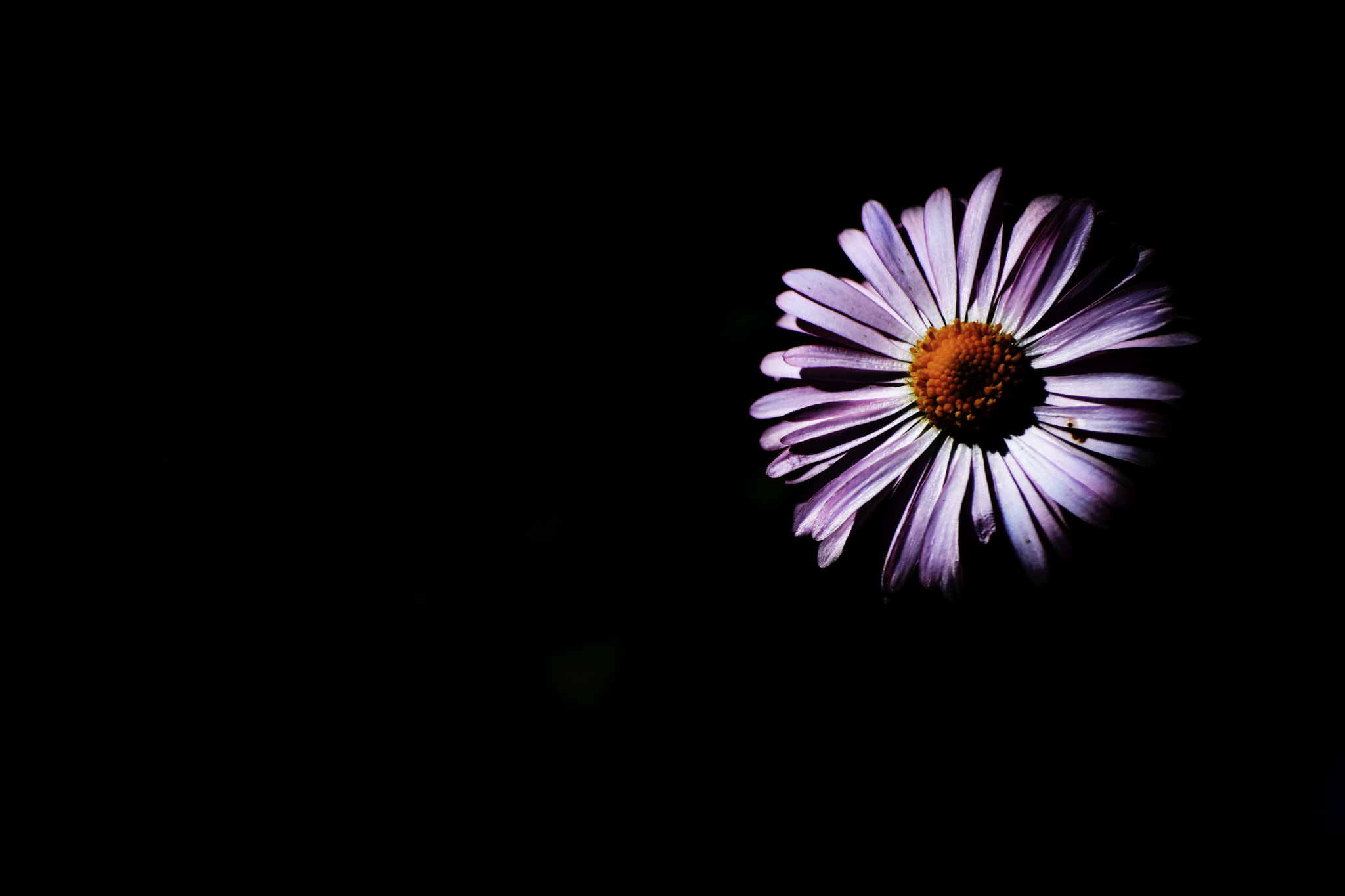 Nikon D7200 sample photo. Shyness photography
