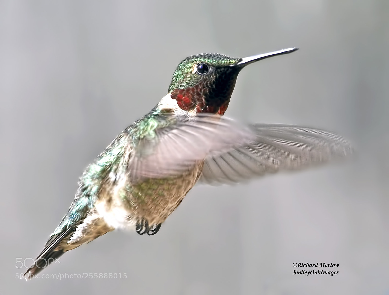 Nikon D5000 sample photo. Hummingbird photography