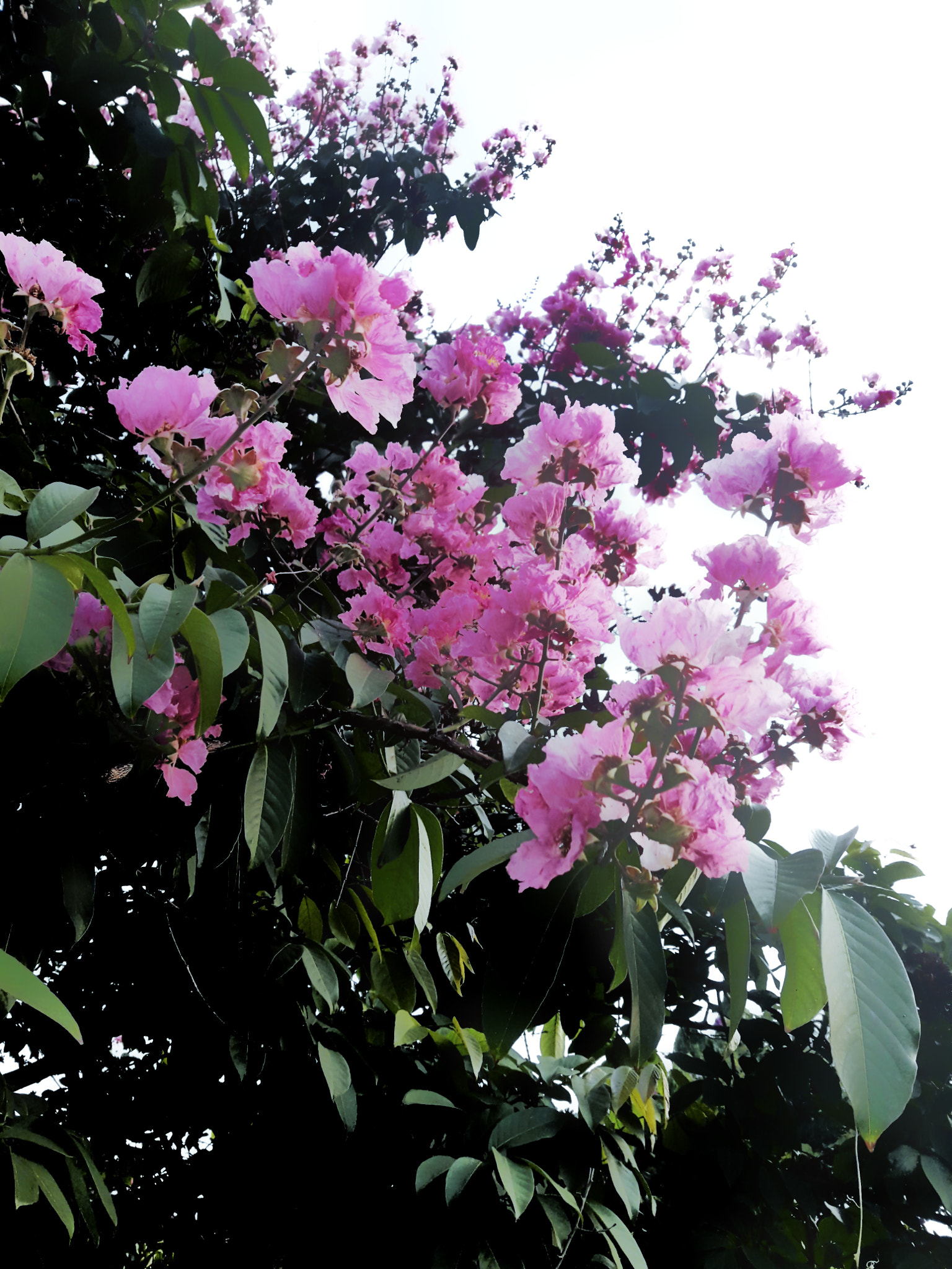 Samsung Galaxy J7 Neo sample photo
