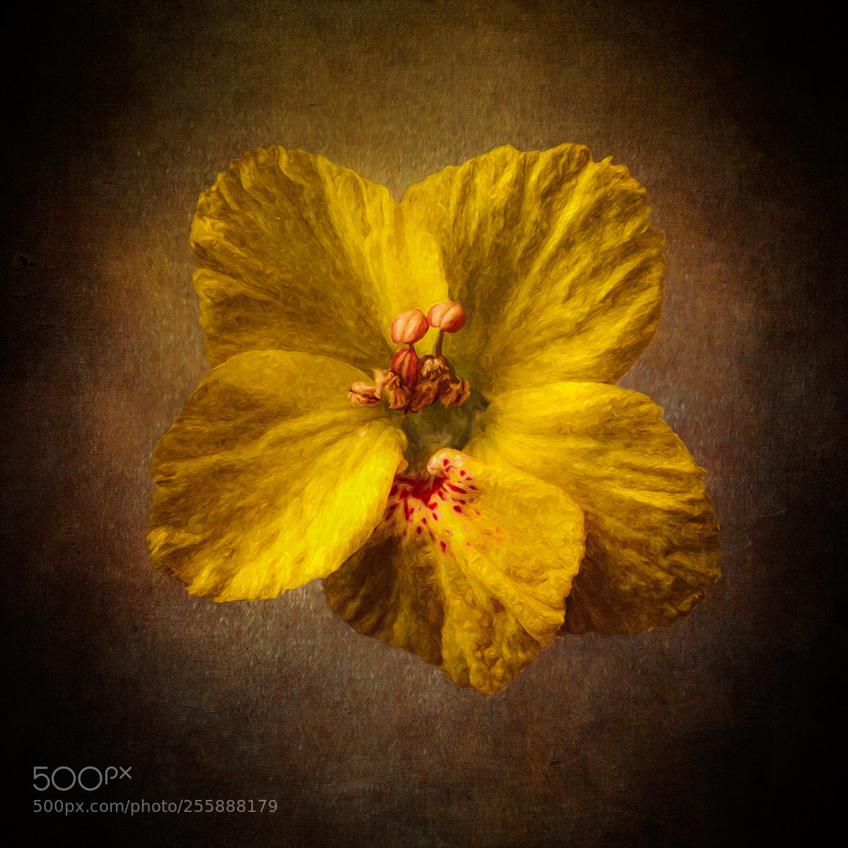 Canon EOS 5D Mark II sample photo. Palo verde flower photography