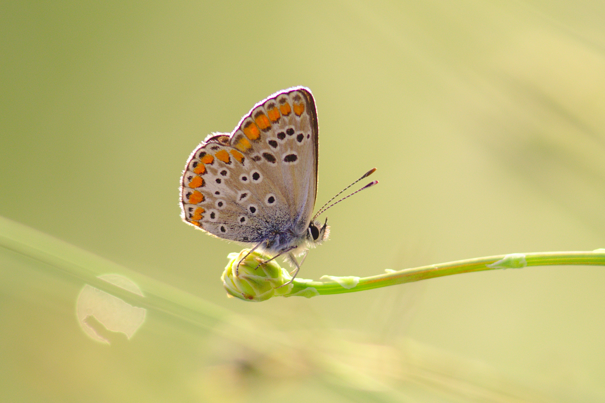 Canon EOS 700D (EOS Rebel T5i / EOS Kiss X7i) + Canon EF 300mm F4L IS USM sample photo. Brown argus - aricia agestis photography