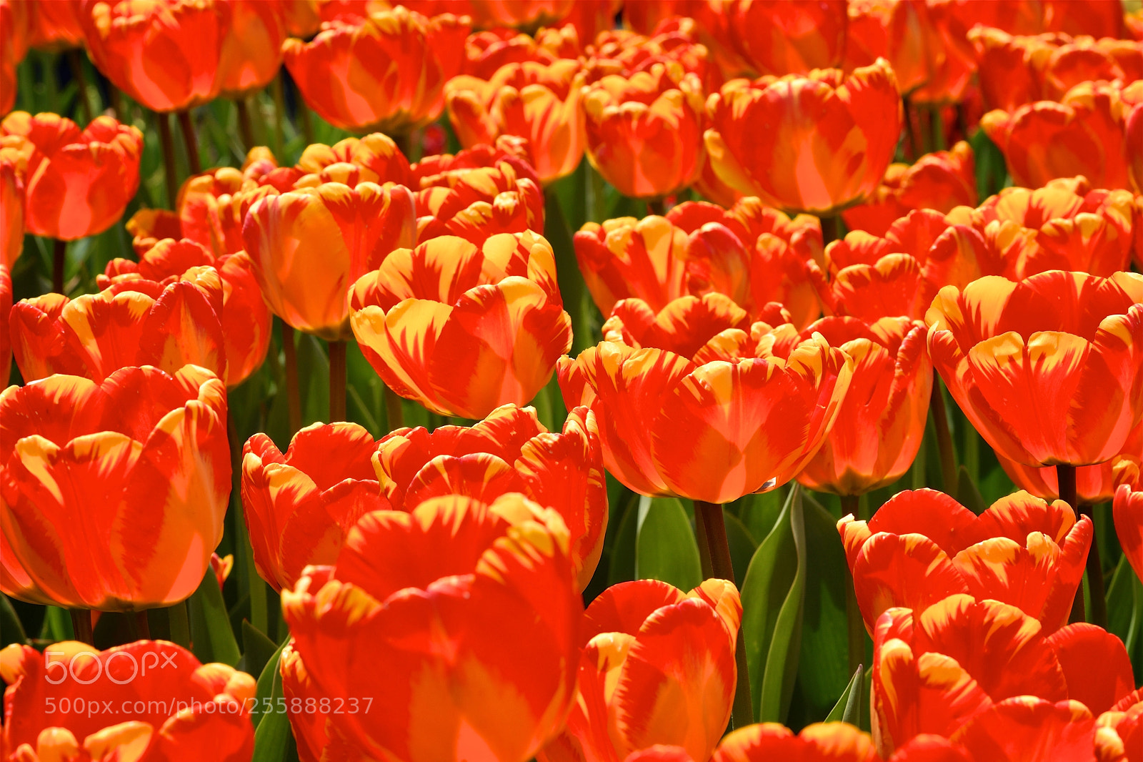 Nikon D500 sample photo. Field of tulips photography