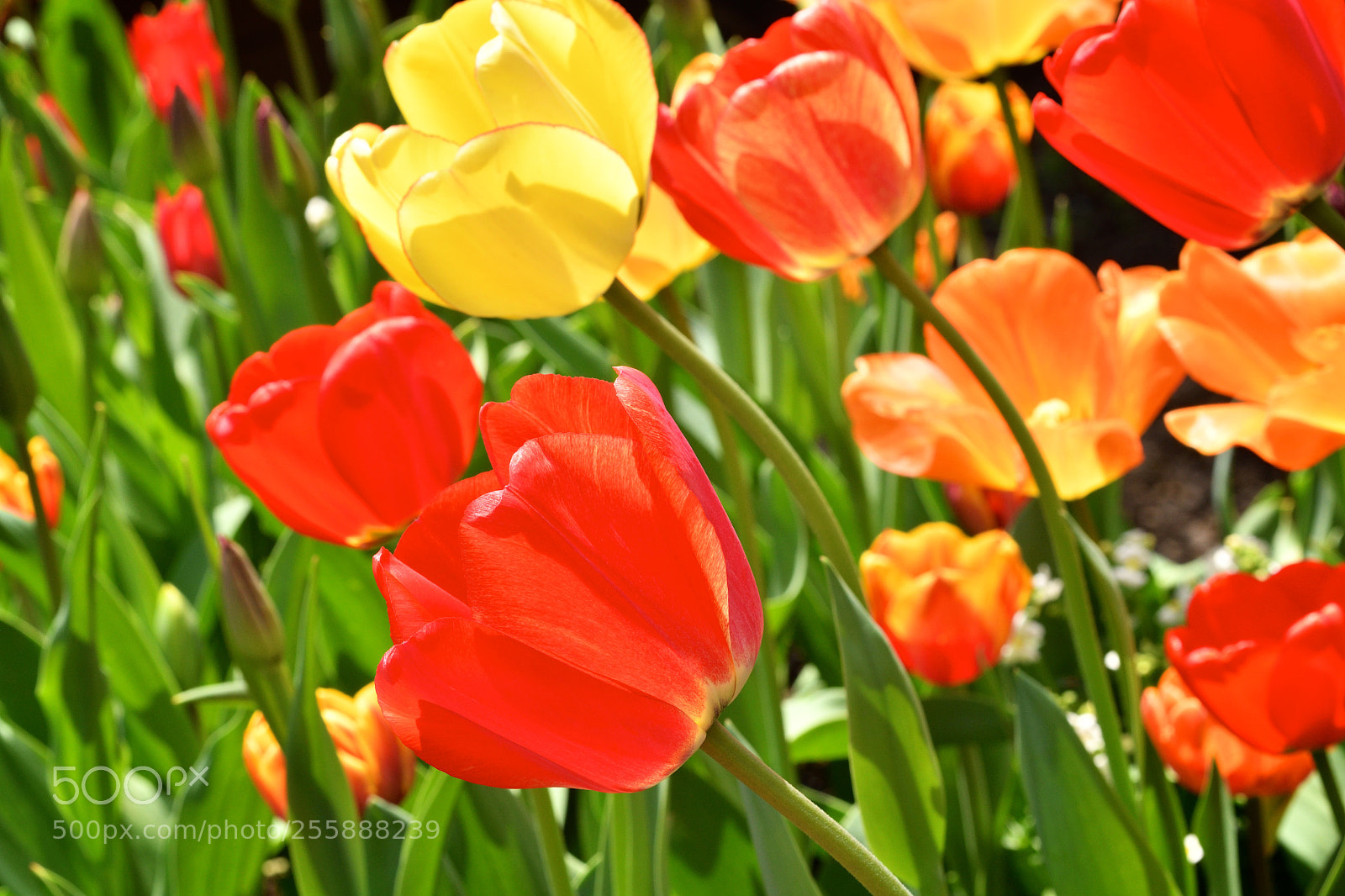 Nikon D500 sample photo. Bending tulips photography