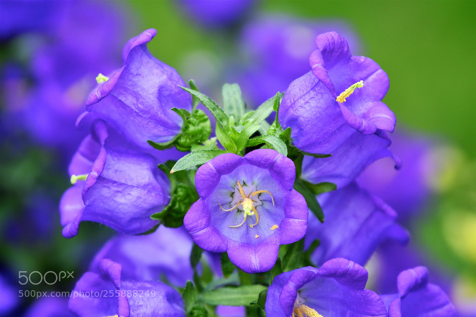 Nikon D500 sample photo. Untitled photography