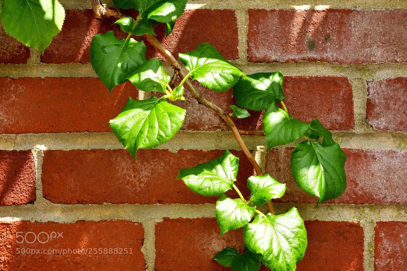 Nikon D500 sample photo. Untitled photography