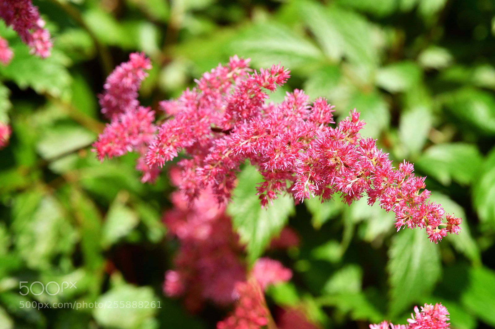 Nikon D500 sample photo. Untitled photography