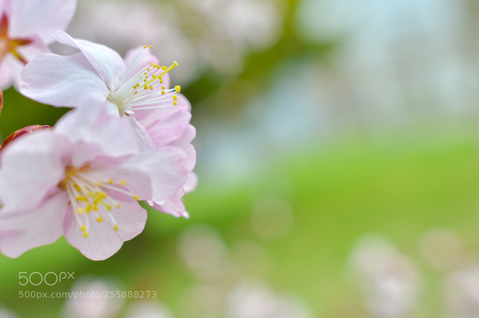Nikon D3200 sample photo. Cherry blossoms photography