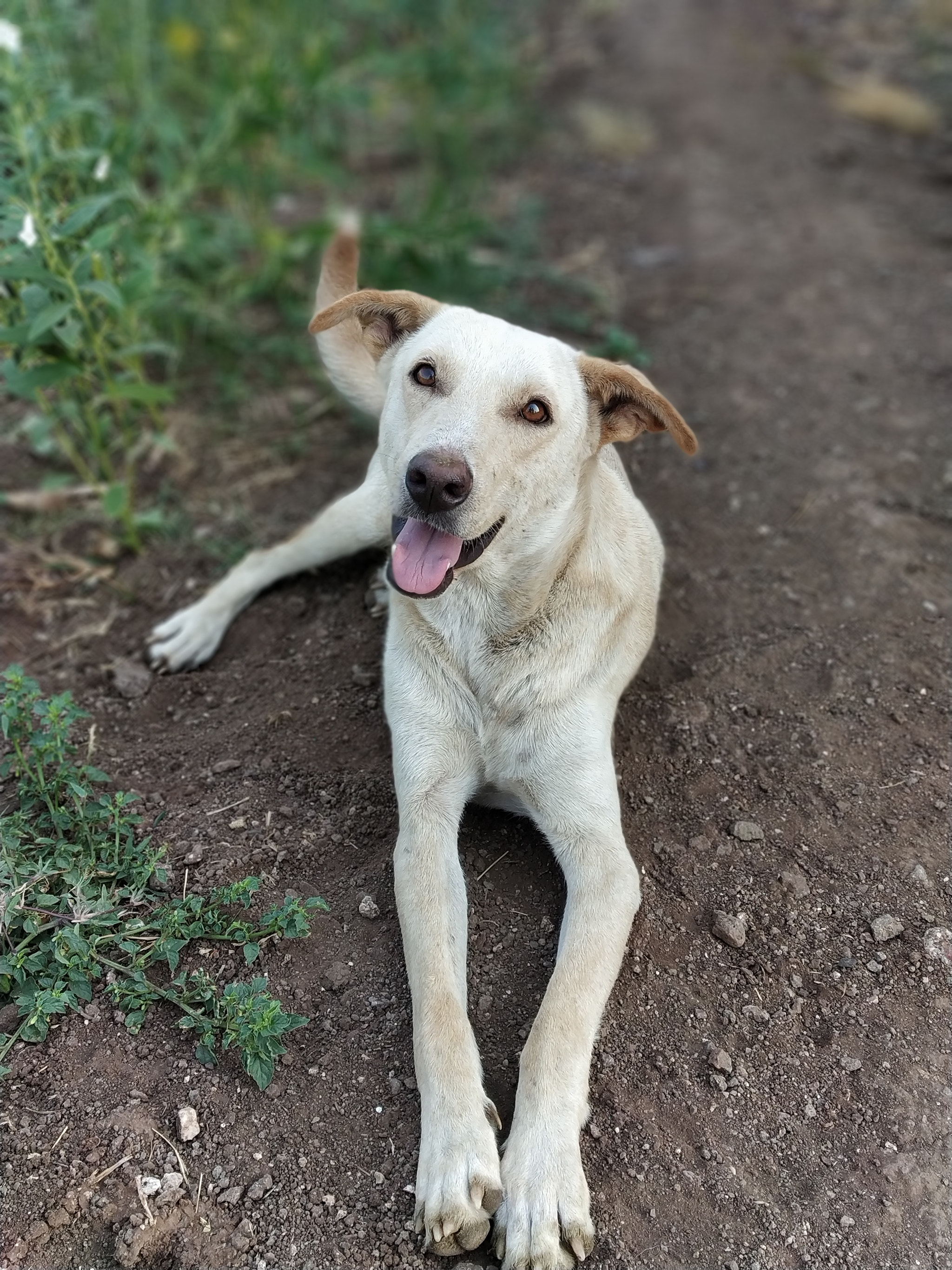 Xiaomi Redmi Note 5 Pro sample photo