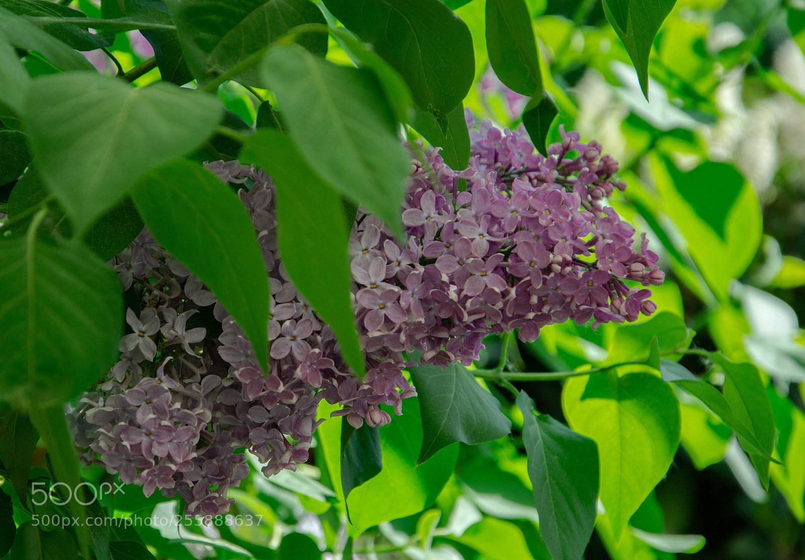 Nikon D7100 sample photo. Untitled photography