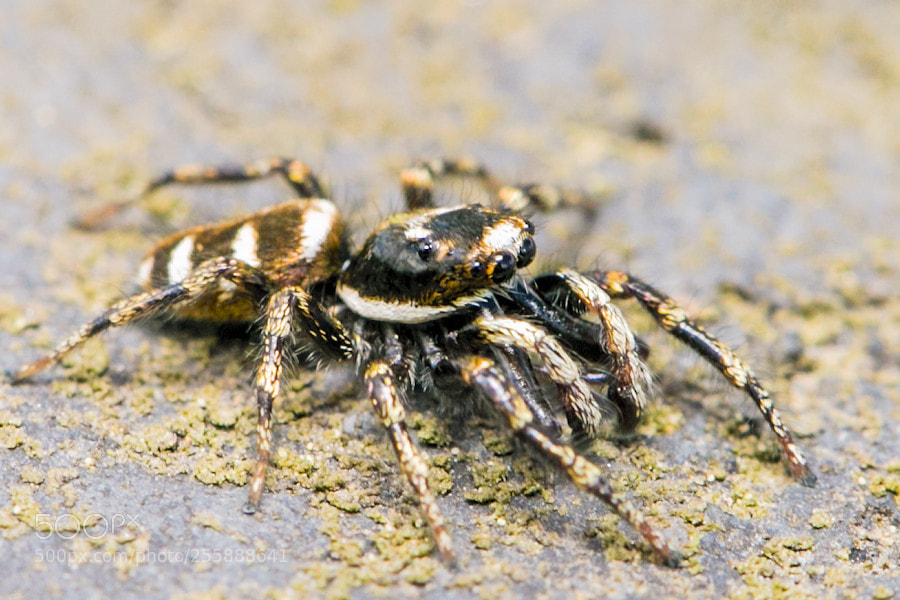 Canon EOS 6D sample photo. Zebraspringspinne photography