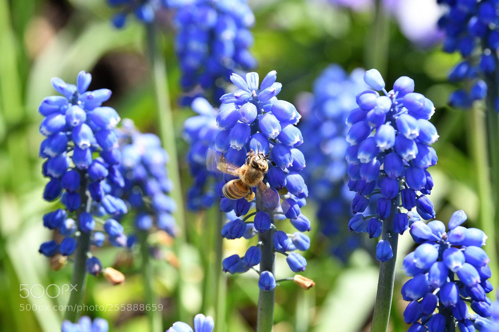 Nikon D500 sample photo. Bee pollenating photography