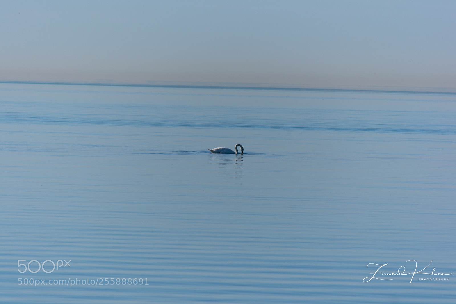 Nikon D3400 sample photo. Swan in the morning photography