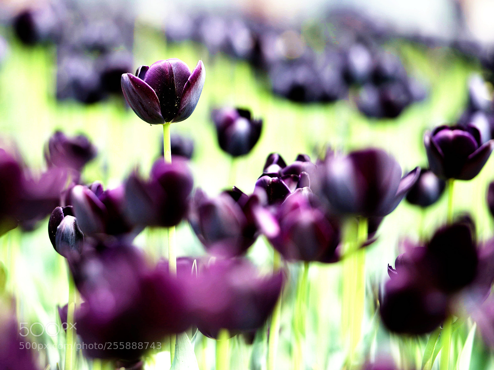 Nikon D800 sample photo. Untitled photography