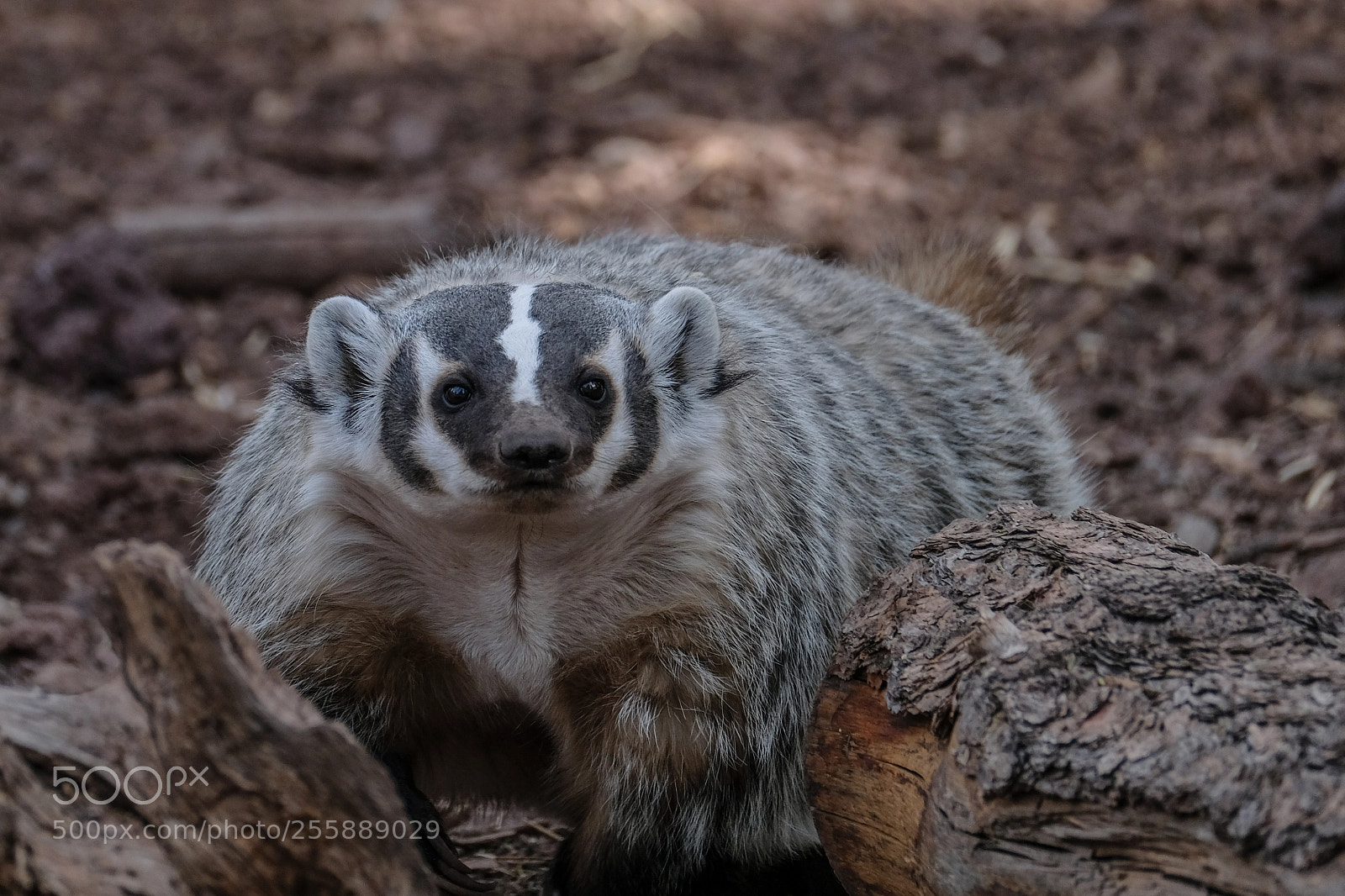 Fujifilm X-T2 sample photo. Badger photography