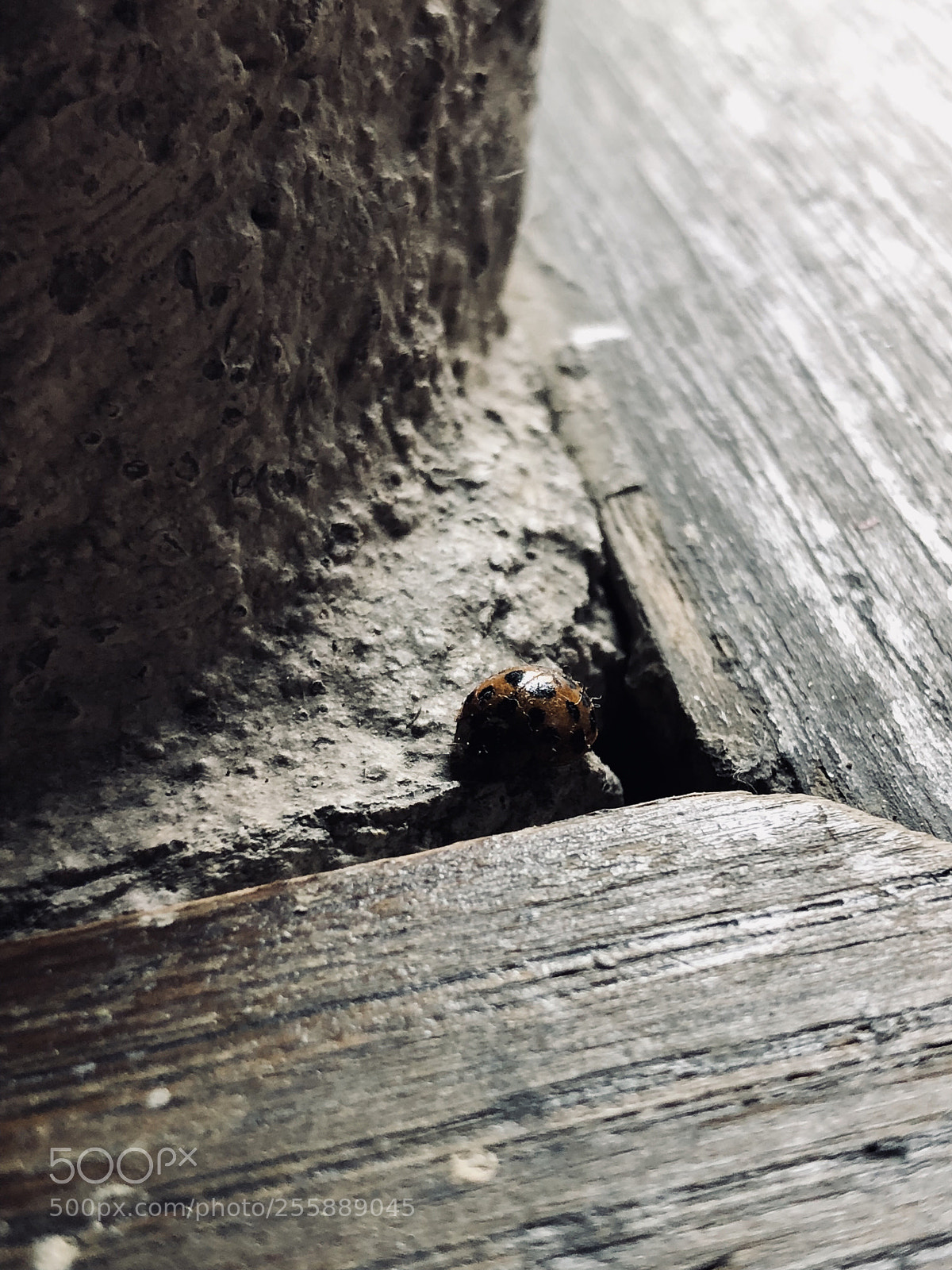 Apple iPhone 8 Plus sample photo. Ladybug  photography