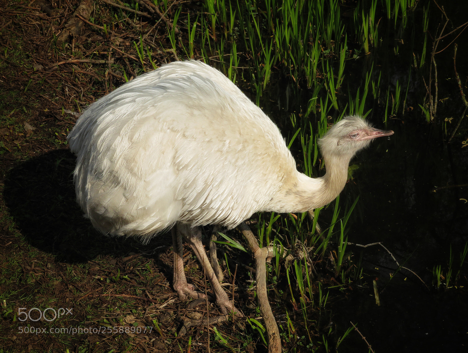 Canon PowerShot SX720 HS sample photo. Albino emu photography
