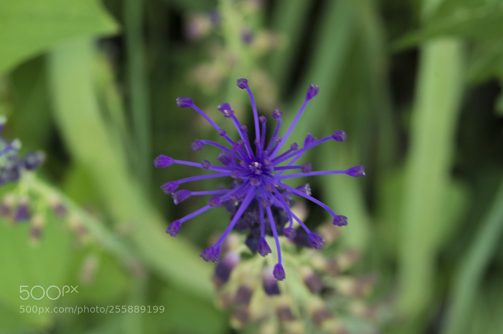 Pentax K-r sample photo. Fiorellino particolare photography