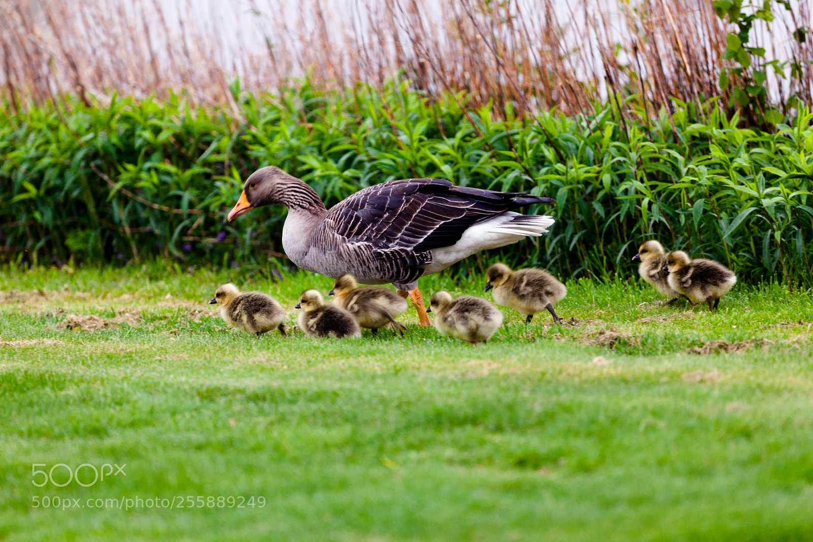 Canon EOS 5D Mark II sample photo. Ducks photography
