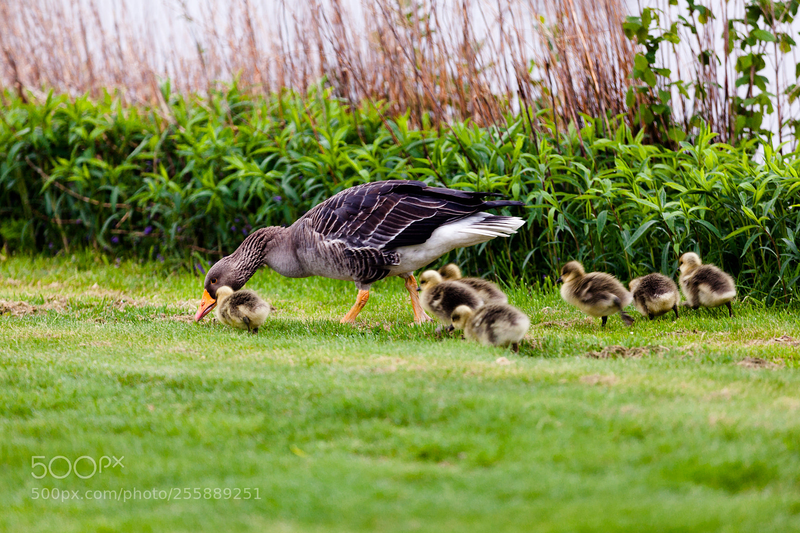 Canon EOS 5D Mark II sample photo. Ducks photography