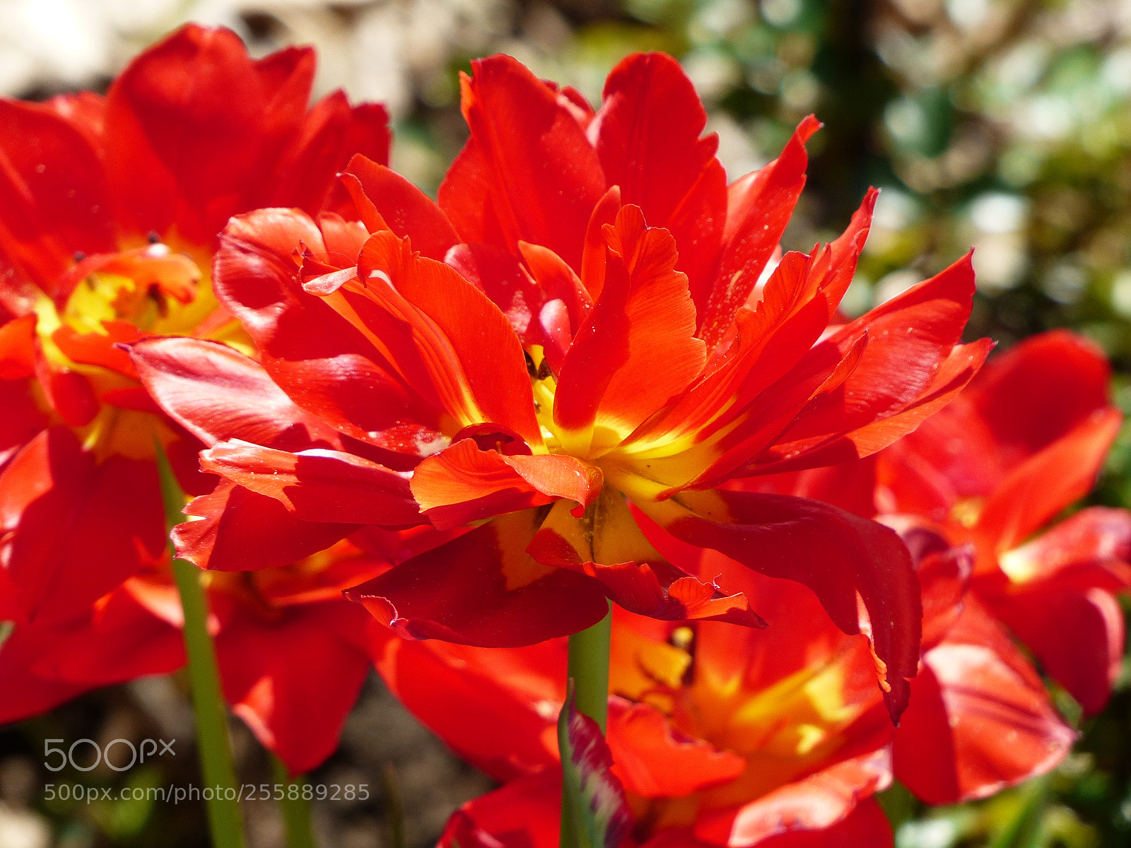 Panasonic Lumix DMC-FZ200 sample photo. Explosion photography