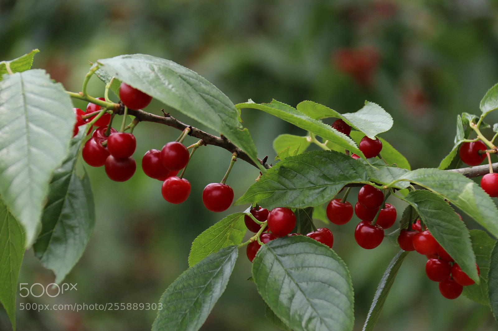 Canon EOS 80D sample photo. Untitled photography