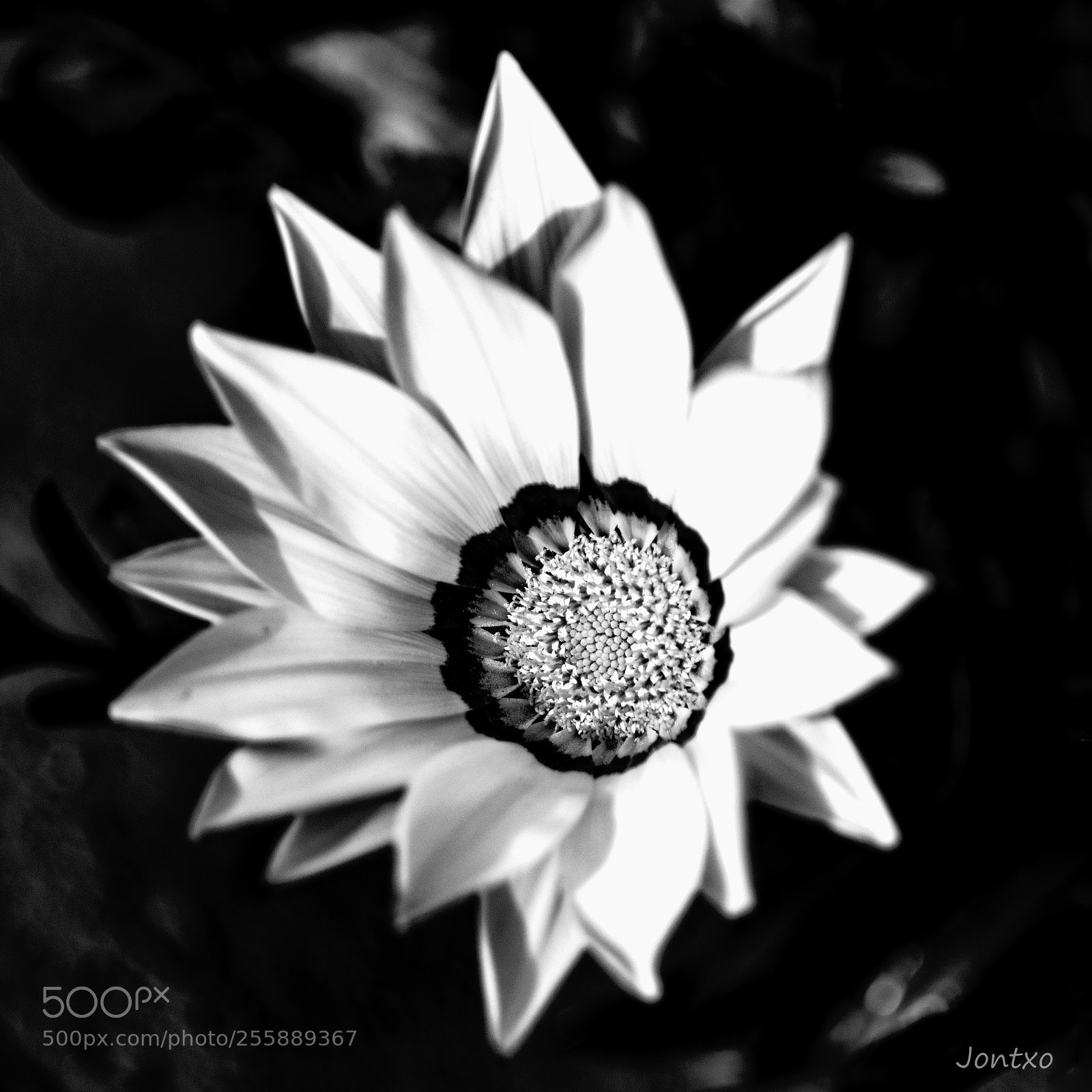 Nikon D500 sample photo. Flower in b&w 2 photography