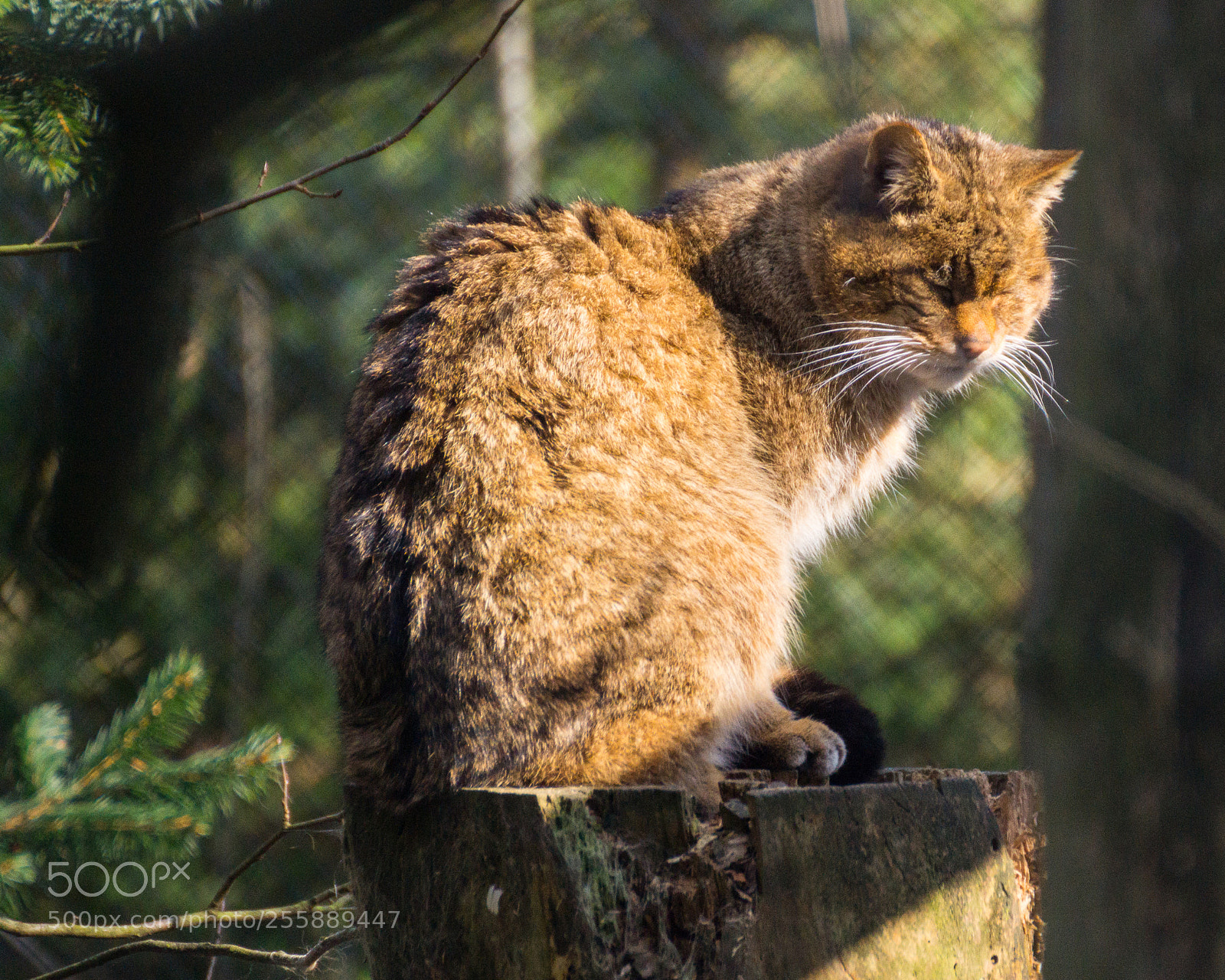 Sony SLT-A58 sample photo. Wild cat photography