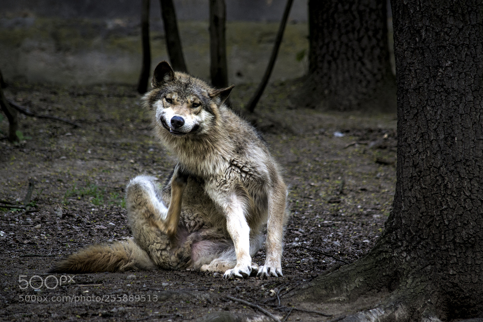 Nikon D3100 sample photo. Wolf (canis lupus) photography
