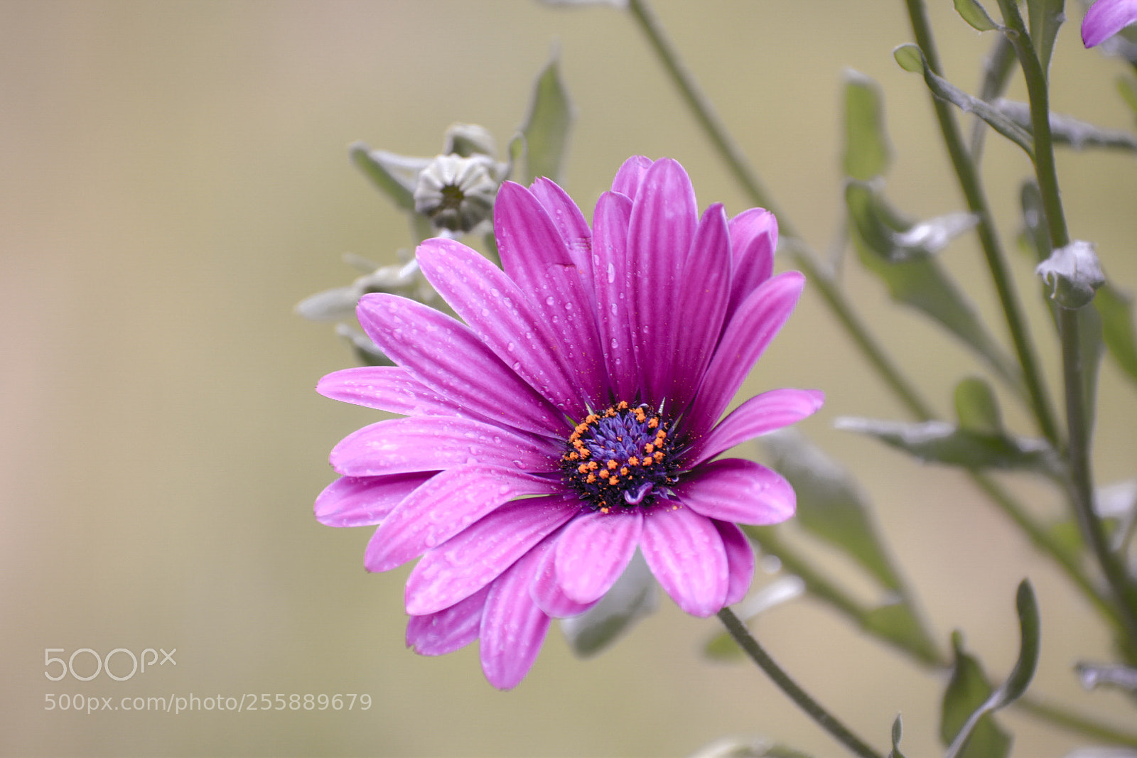 Nikon D5600 sample photo. Flower photography