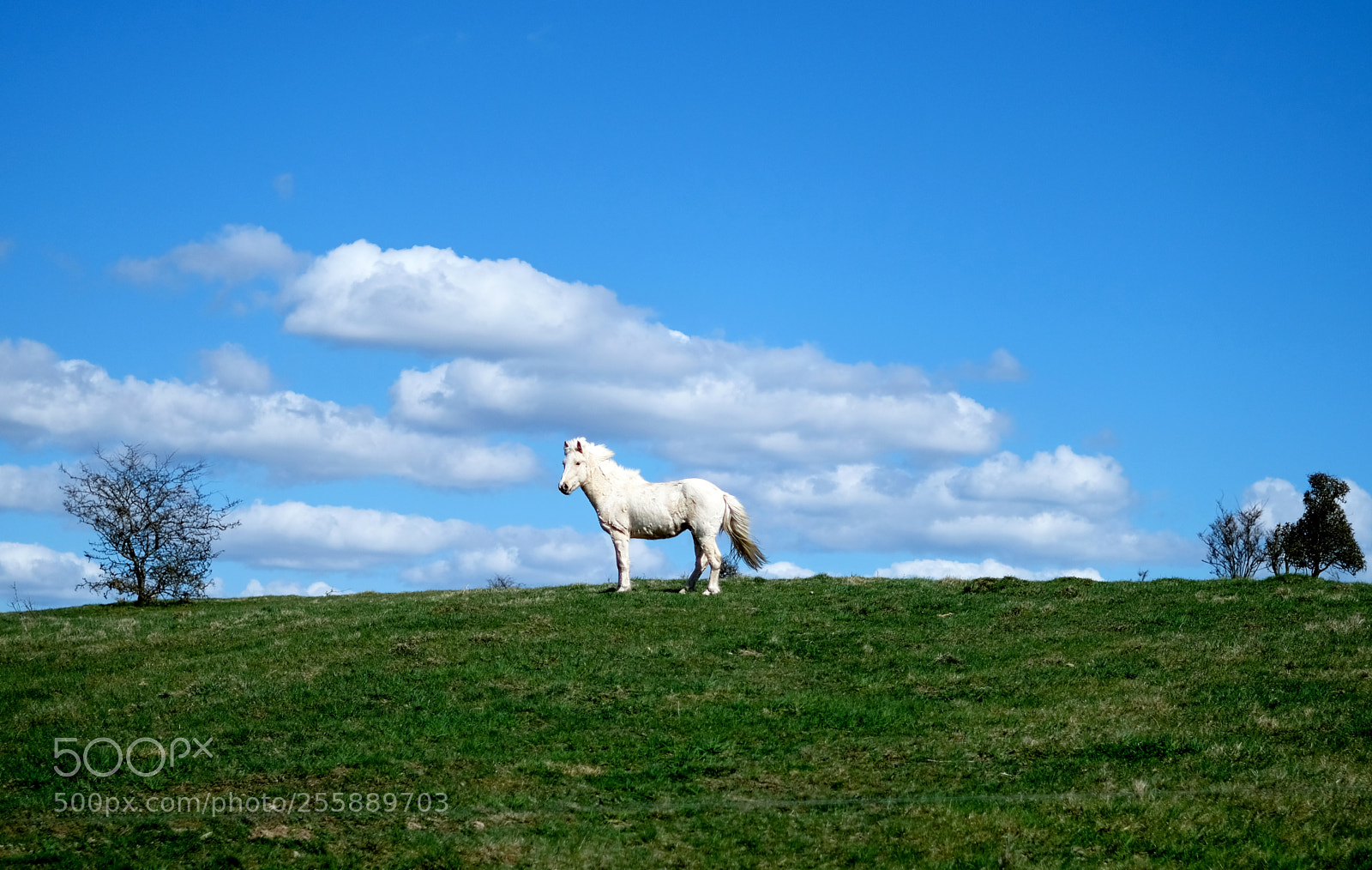 Fujifilm X-T2 sample photo. Horse on a hill photography