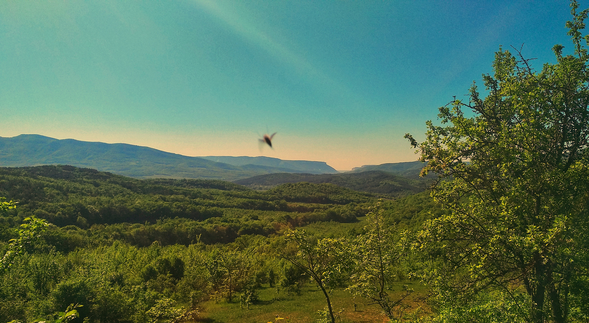 Xiaomi MI MAX 2 sample photo. Flight of an insect photography