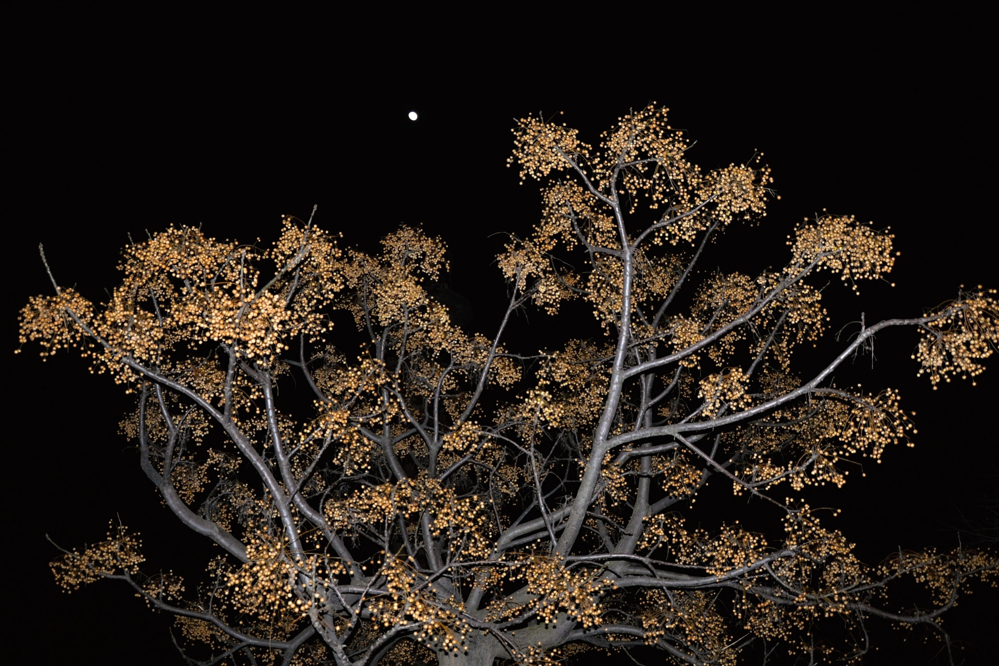 Nikon D610 sample photo. Cores da noite photography