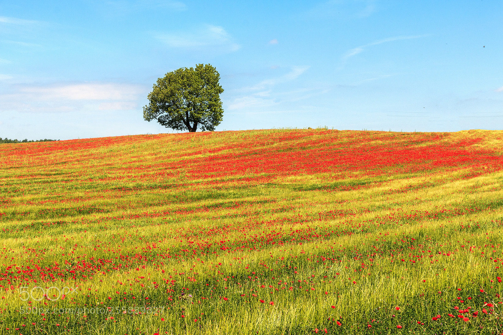 Canon EOS 70D sample photo. Field of poppies photography