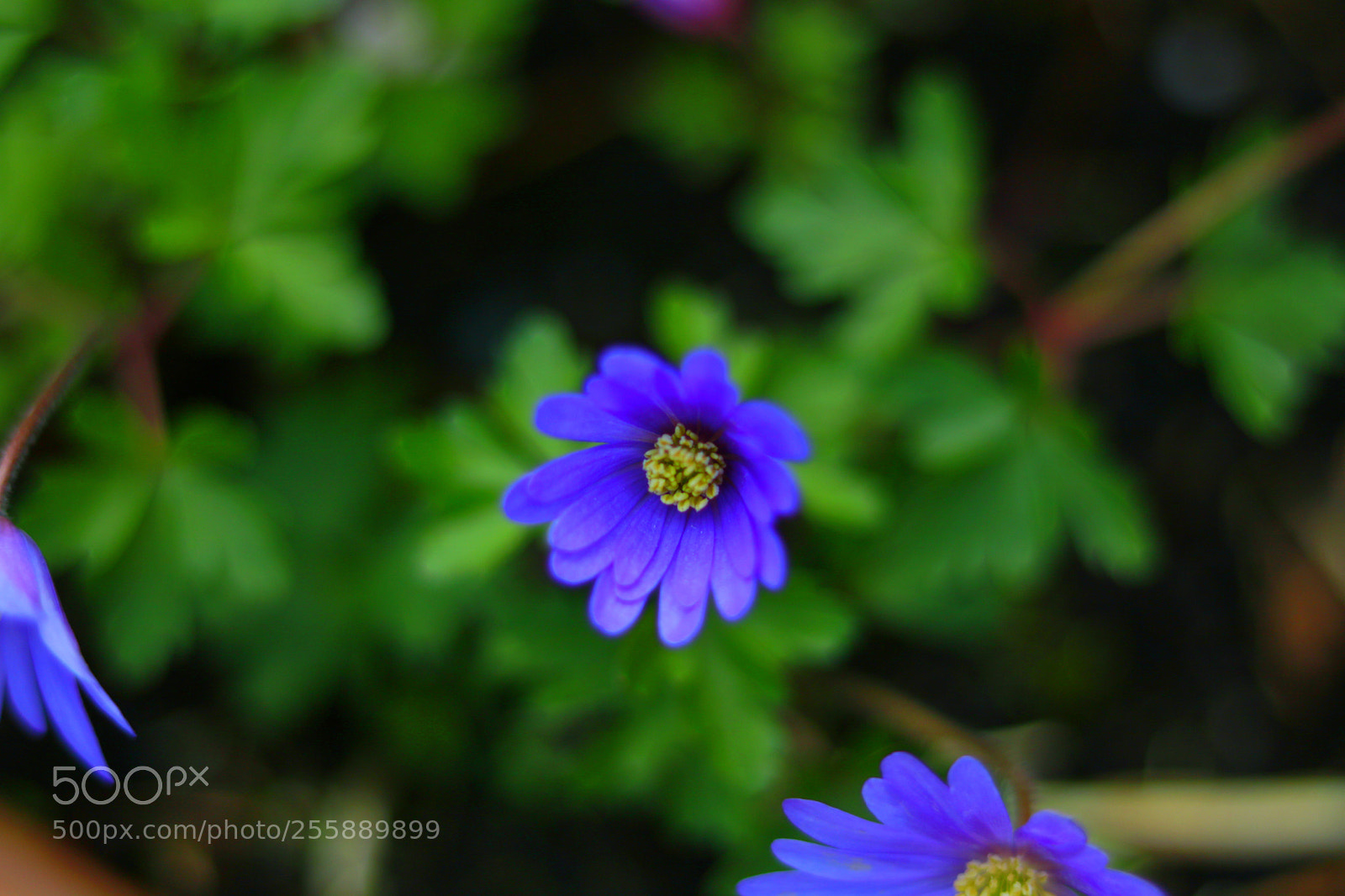 Canon EOS 750D (EOS Rebel T6i / EOS Kiss X8i) sample photo. Dof first attempt with photography