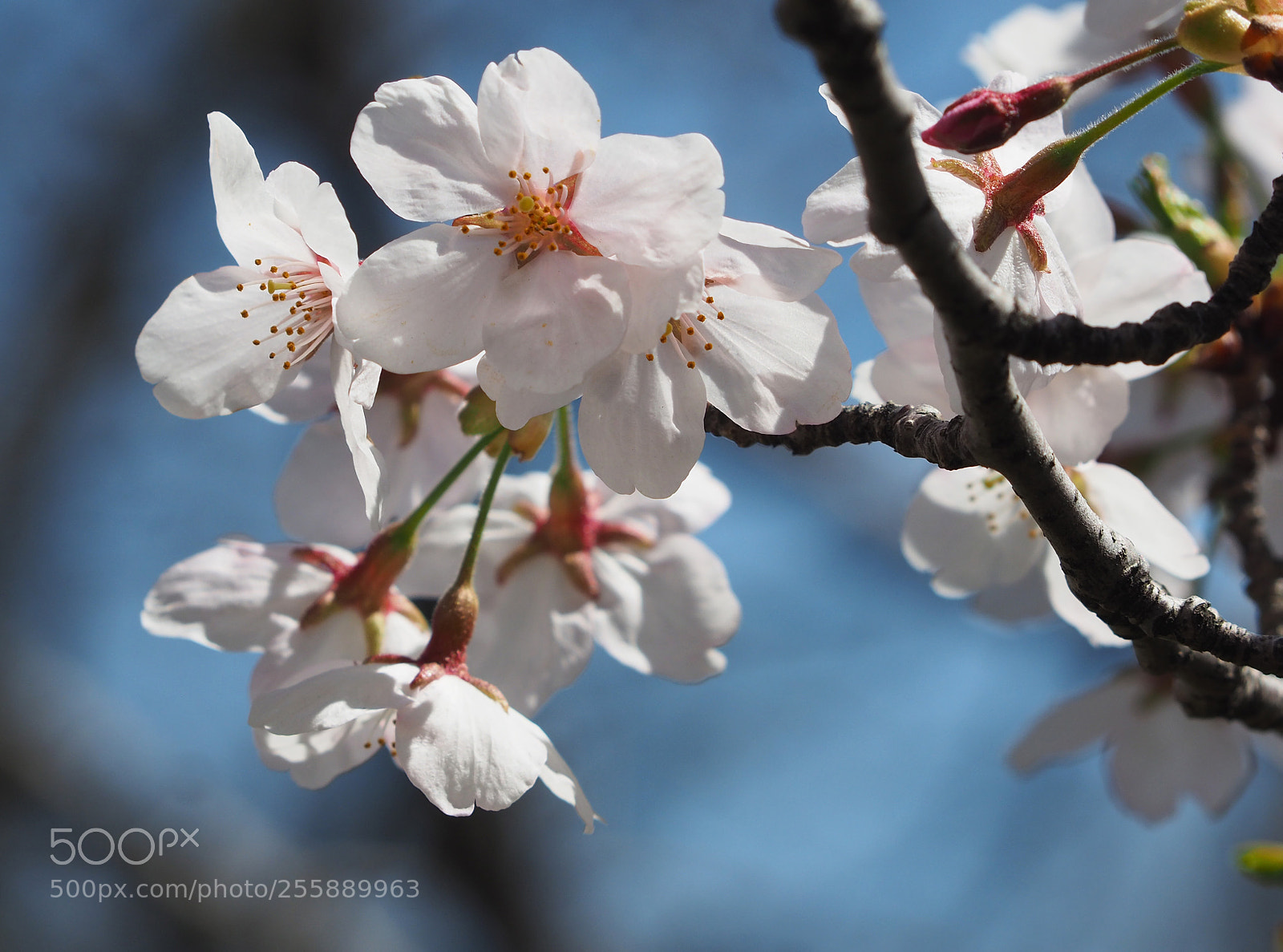 Olympus OM-D E-M5 II sample photo. Spring in boston photography