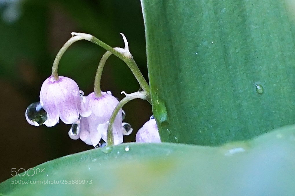 Sony DT 16-50mm F2.8 SSM sample photo. After the rain photography