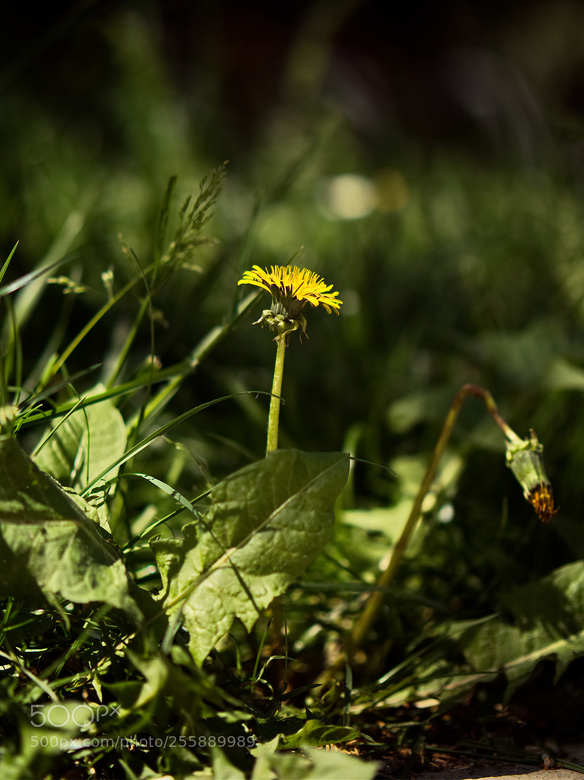 Panasonic Lumix DC-GH5 sample photo. Le printemps dans les photography