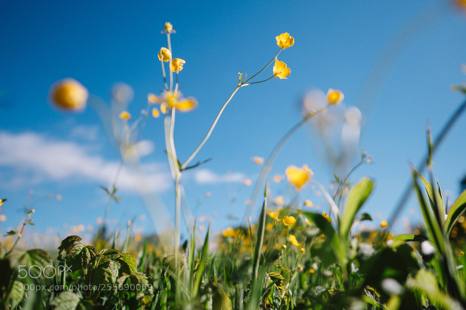 Panasonic Lumix DC-G9 sample photo. Lying in the gras photography