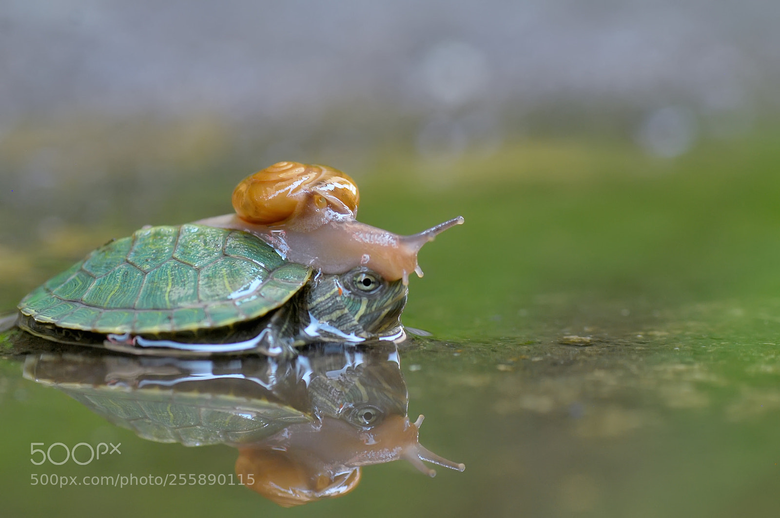 Nikon D60 sample photo. Turtle and snail photography