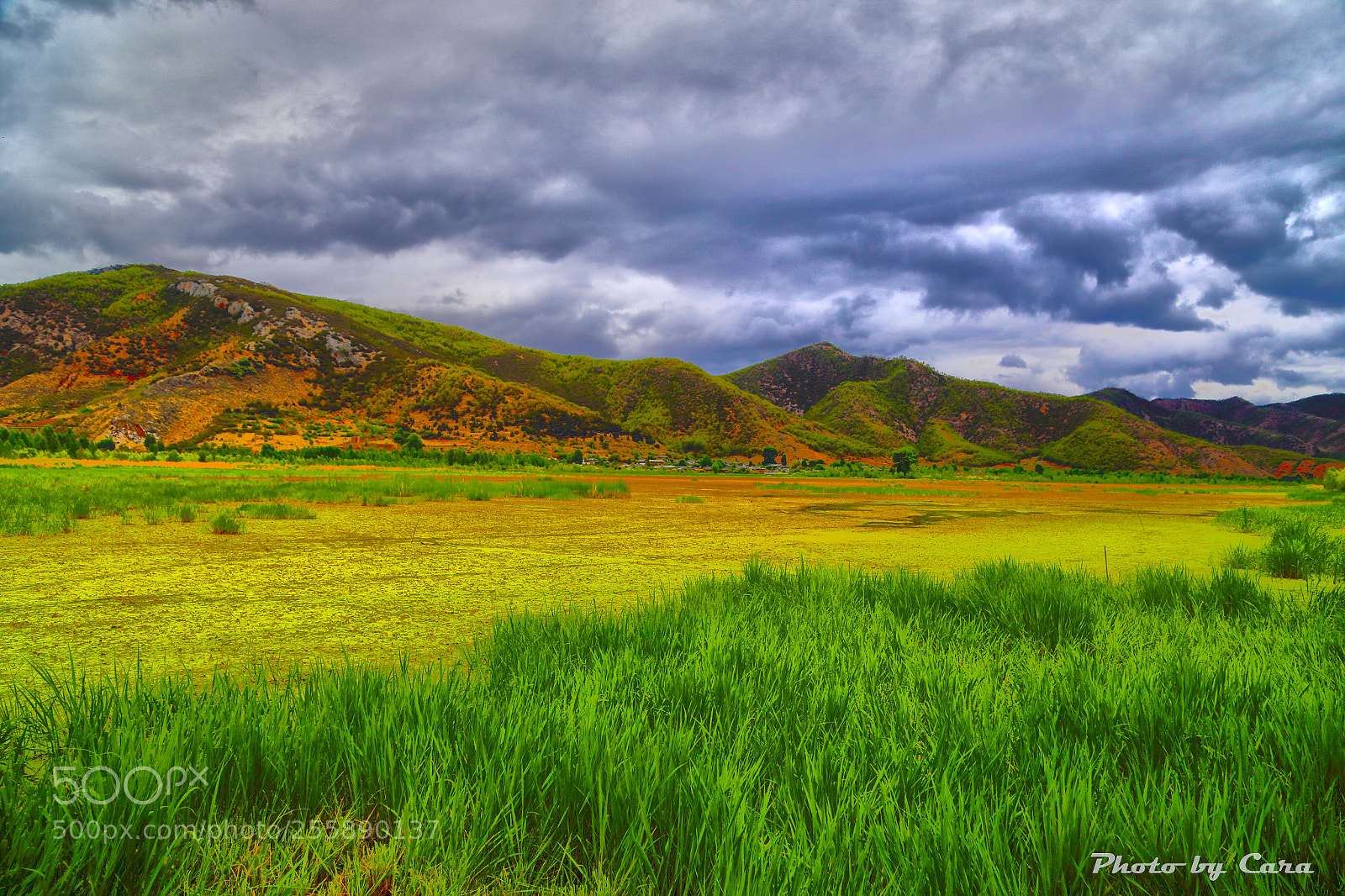 Canon EOS 6D sample photo. Sea of grass. photography