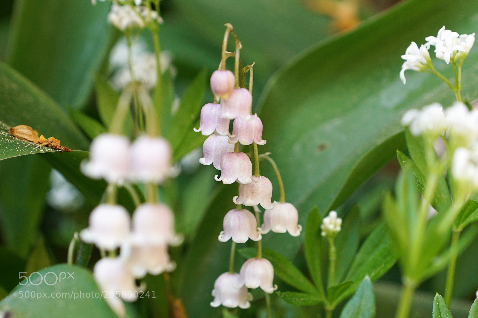 Sony DT 16-50mm F2.8 SSM sample photo. Glockenspiel photography