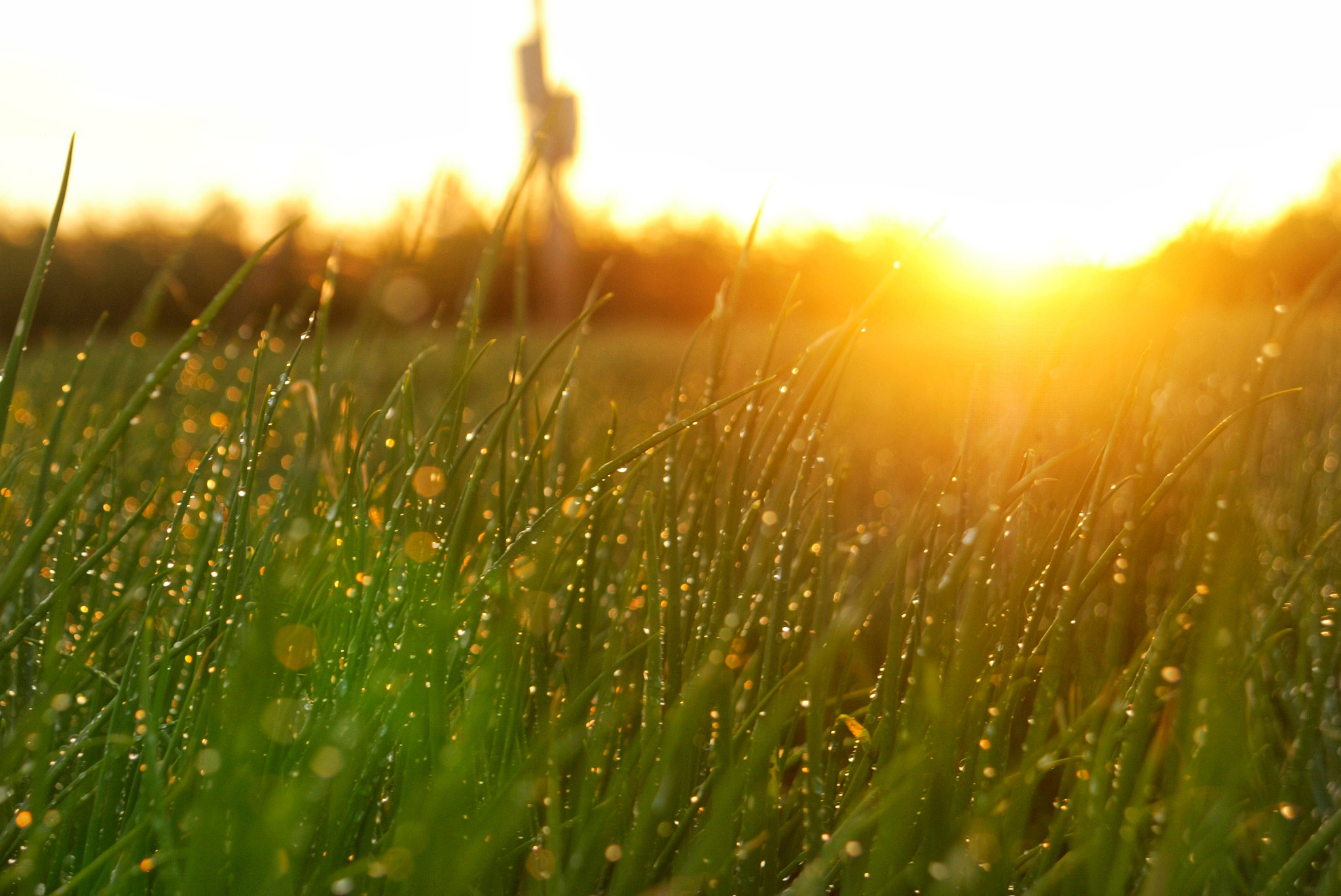 Canon EOS-1D sample photo